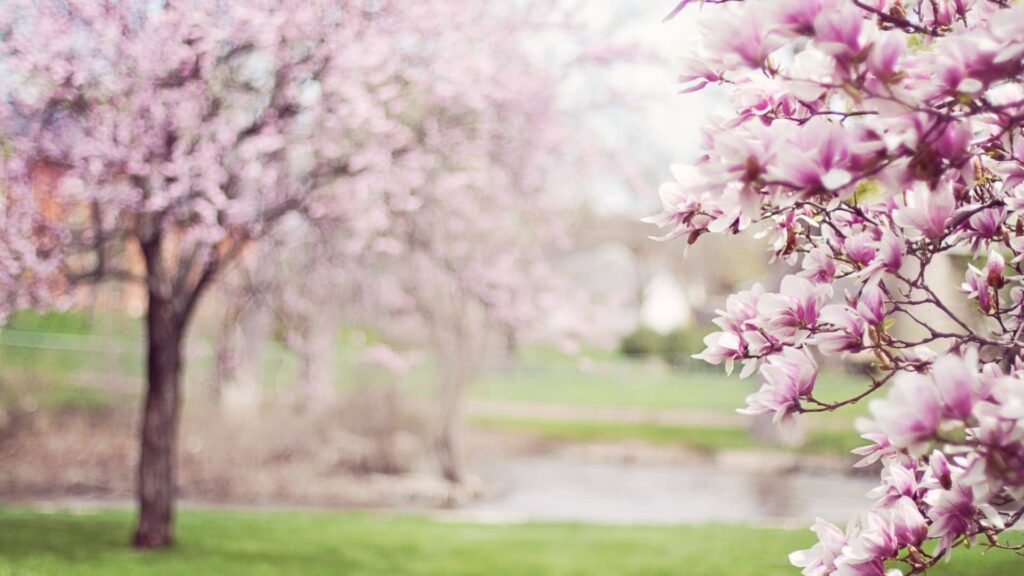 Magnolia - motyw Twórczego Warsztatu